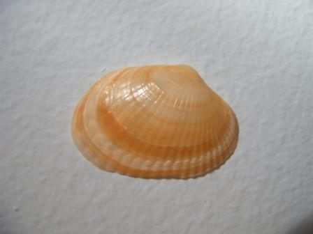 Monodacna laeviscula